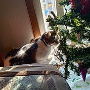 Gizmo joined the competition — help win amazing prizes! cat, window, christmas_tree, ornaments, sunlight, indoor, curious, decorations, holiday, pet, feline, couch, fabric, shadow, greenery, collar, animal, home, seasonal, tree_skirt