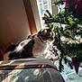 cat, window, christmas_tree, ornaments, sunlight, indoor, curious, decorations, holiday, pet, feline, couch, fabric, shadow, greenery, collar, animal, home, seasonal, tree_skirt