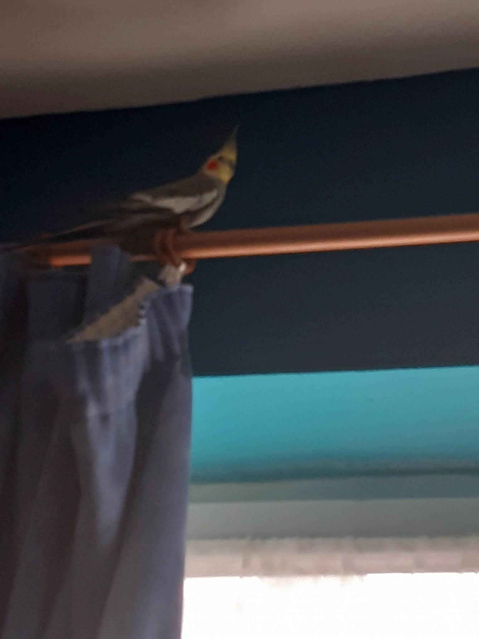 Loulou a rejoint le concours — aidez-le/la à gagner de superbes lots ! interior_design, room, textile