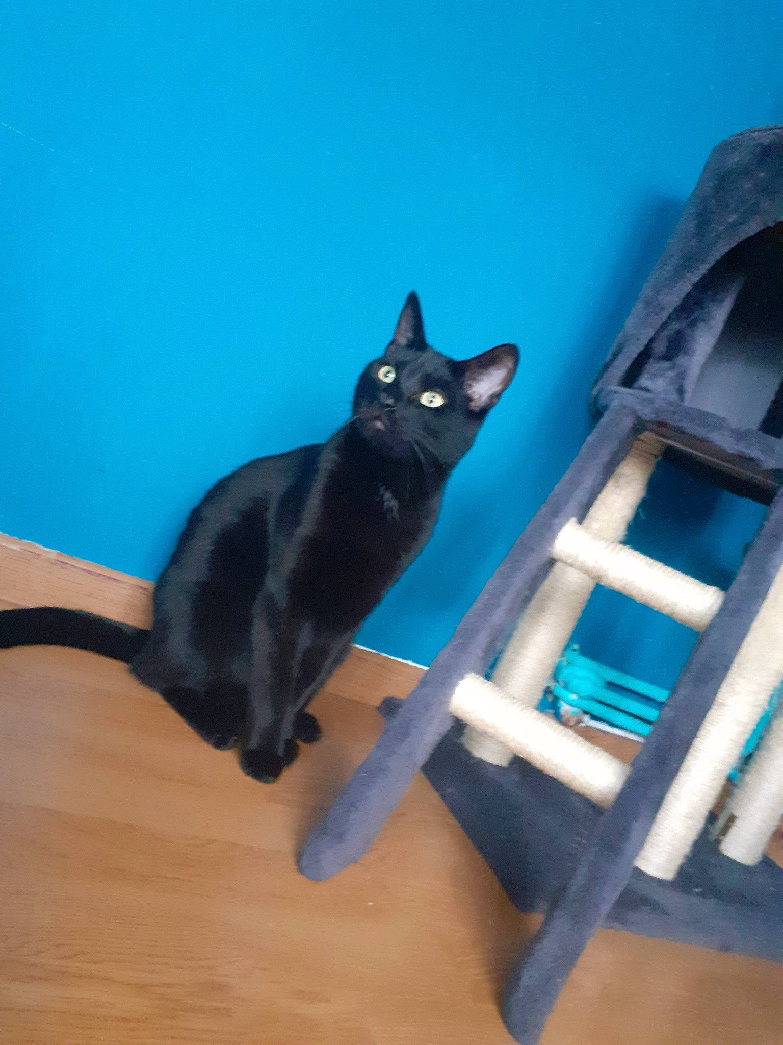 Pumba participe au concours pour gagner de l'argent avec cette photo : black_cat, bombay, burmese, carnivore, cat, domestic_short_haired_cat, felidae, korat, small_to_medium_sized_cats, tail, whiskers