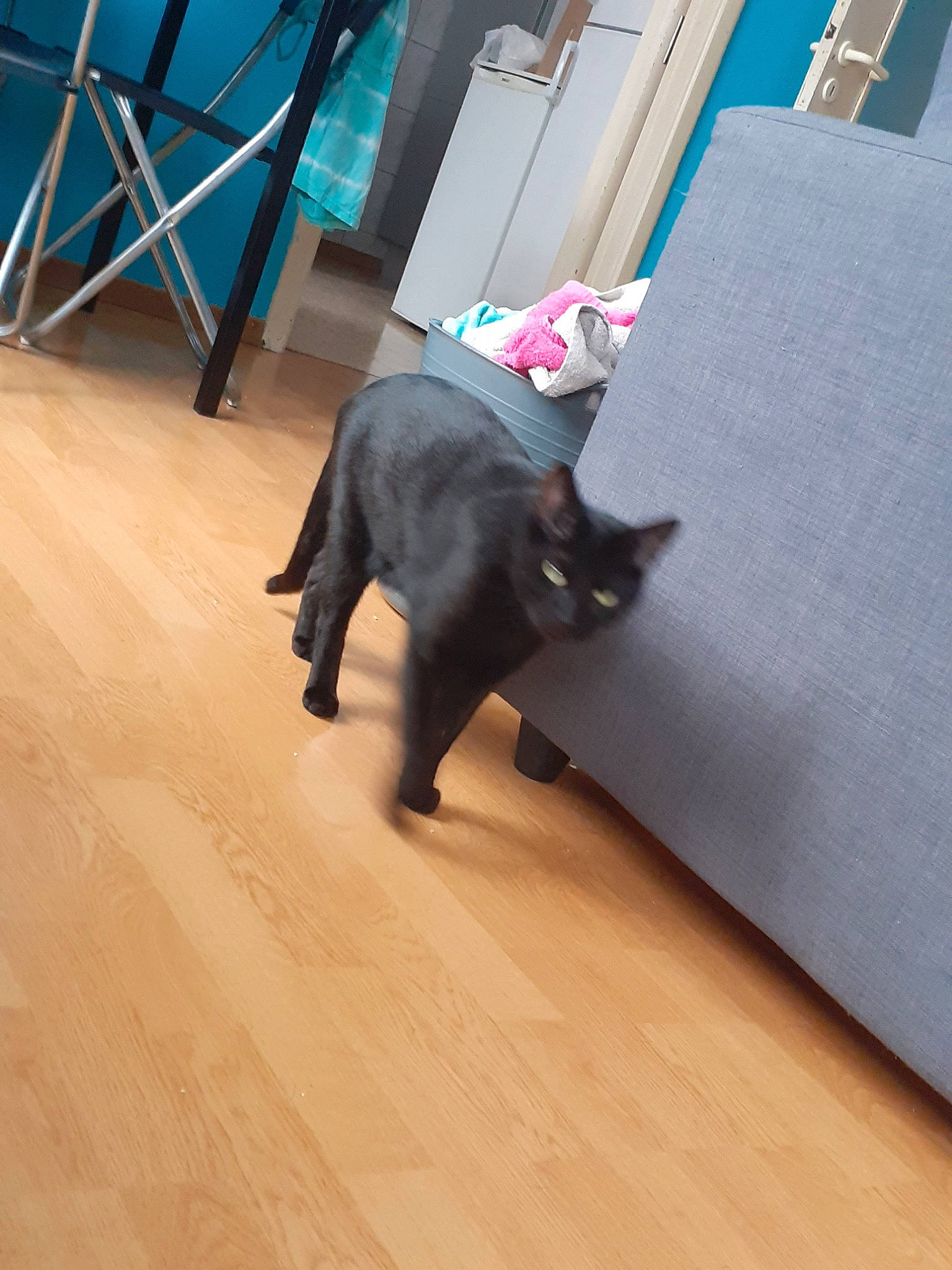 Pumba a rejoint le concours — aidez-le/la à gagner de superbes lots ! black_cat, canidae, carnivore, cat, dog_breed, fawn, felidae, floor, flooring, french_bulldog, hardwood, korat, laminate_flooring, mammal, russian_blue, small_to_medium_sized_cats, sporting_group, tail, wood, wood_flooring