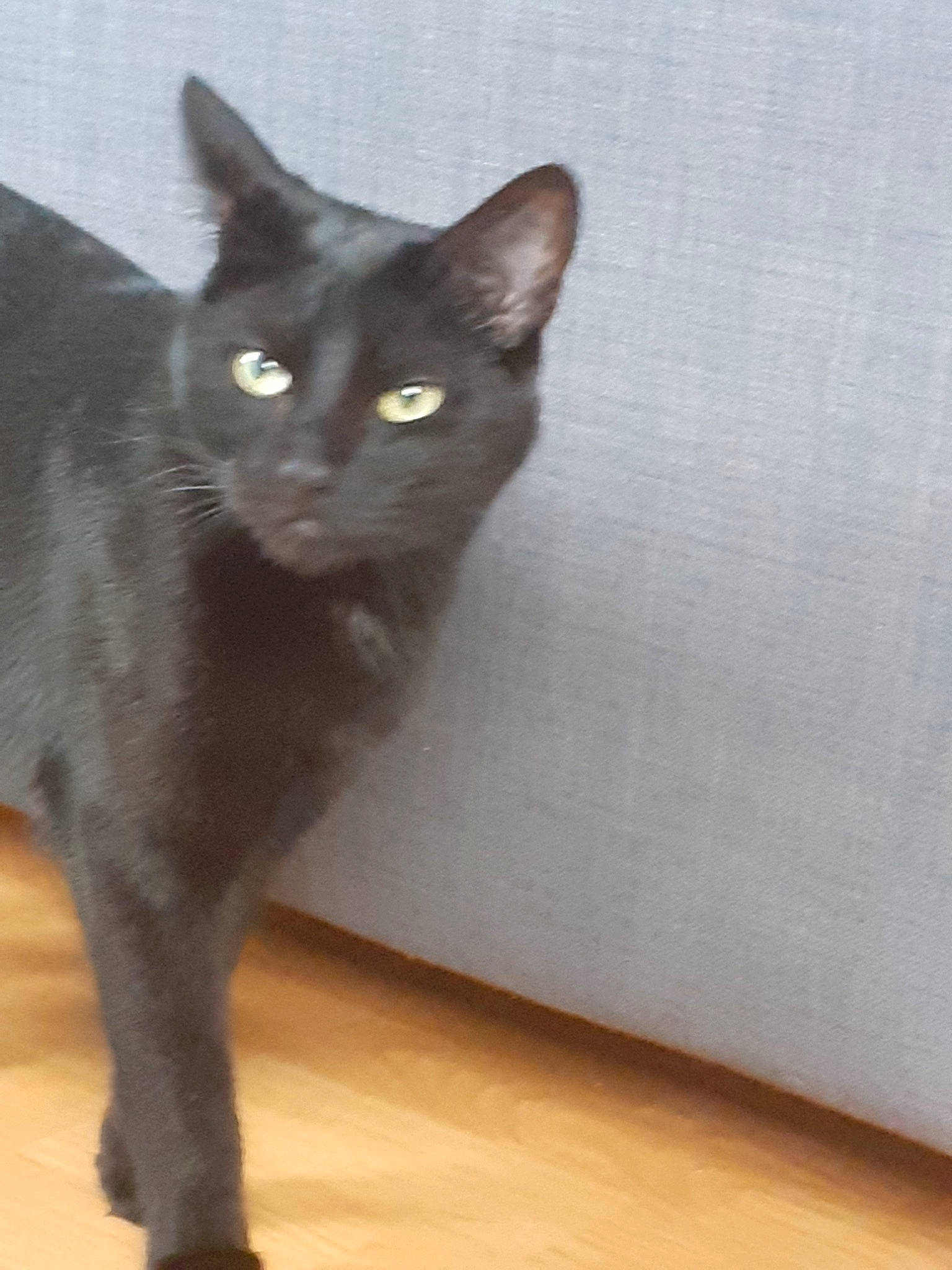 Pumba a rejoint le concours — aidez-le/la à gagner de superbes lots ! asian, black_cat, bombay, burmese, carnivore, cat, chartreux, domestic_short_haired_cat, felidae, german_rex, havana_brown, korat, mammal, oriental_shorthair, russian_blue, small_to_medium_sized_cats, snout, tail, vertebrate, whiskers