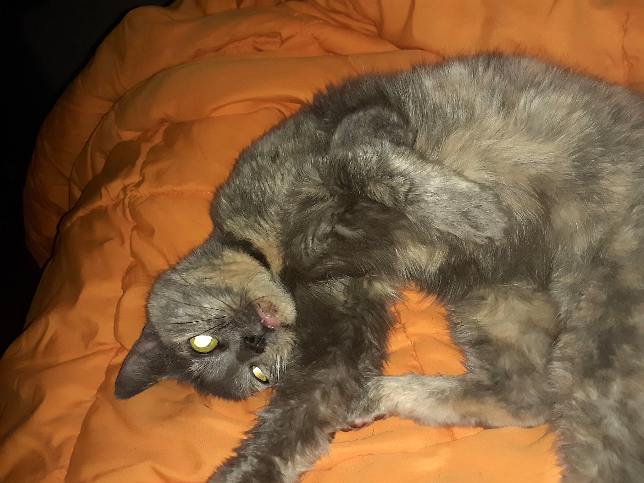 Louna participe au concours pour gagner de l'argent avec cette photo : canidae, carnivore, cat, dog_breed, felidae, fur, small_to_medium_sized_cats, snout, sporting_group