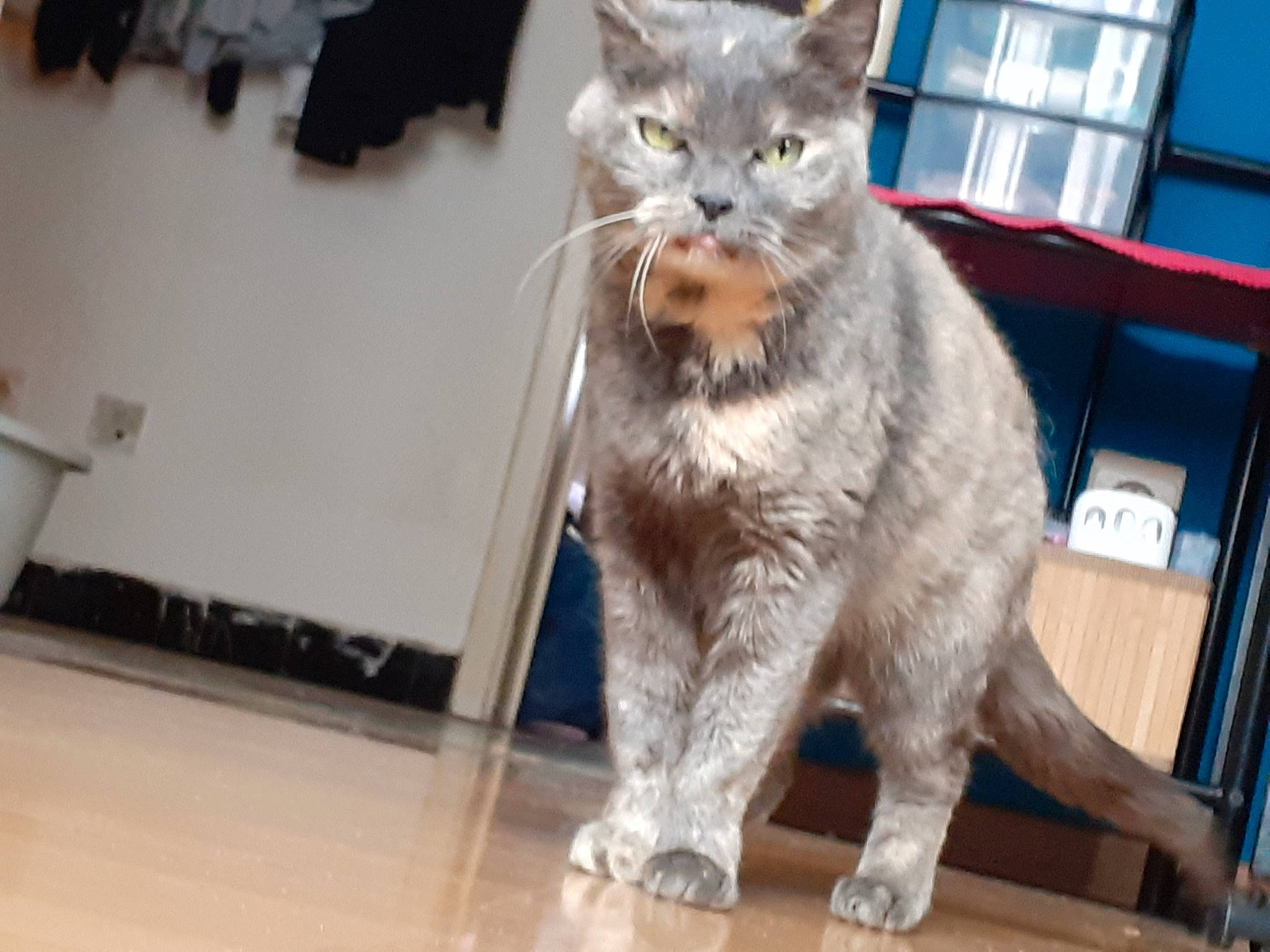 Louna a rejoint le concours — aidez-le/la à gagner de superbes lots ! aegean_cat, american_curl, american_wirehair, asian, british_semi_longhair, british_shorthair, carnivore, cat, domestic_short_haired_cat, european_shorthair, felidae, mammal, polydactyl_cat, siberian, small_to_medium_sized_cats, snout, tabby_cat, vertebrate, whiskers