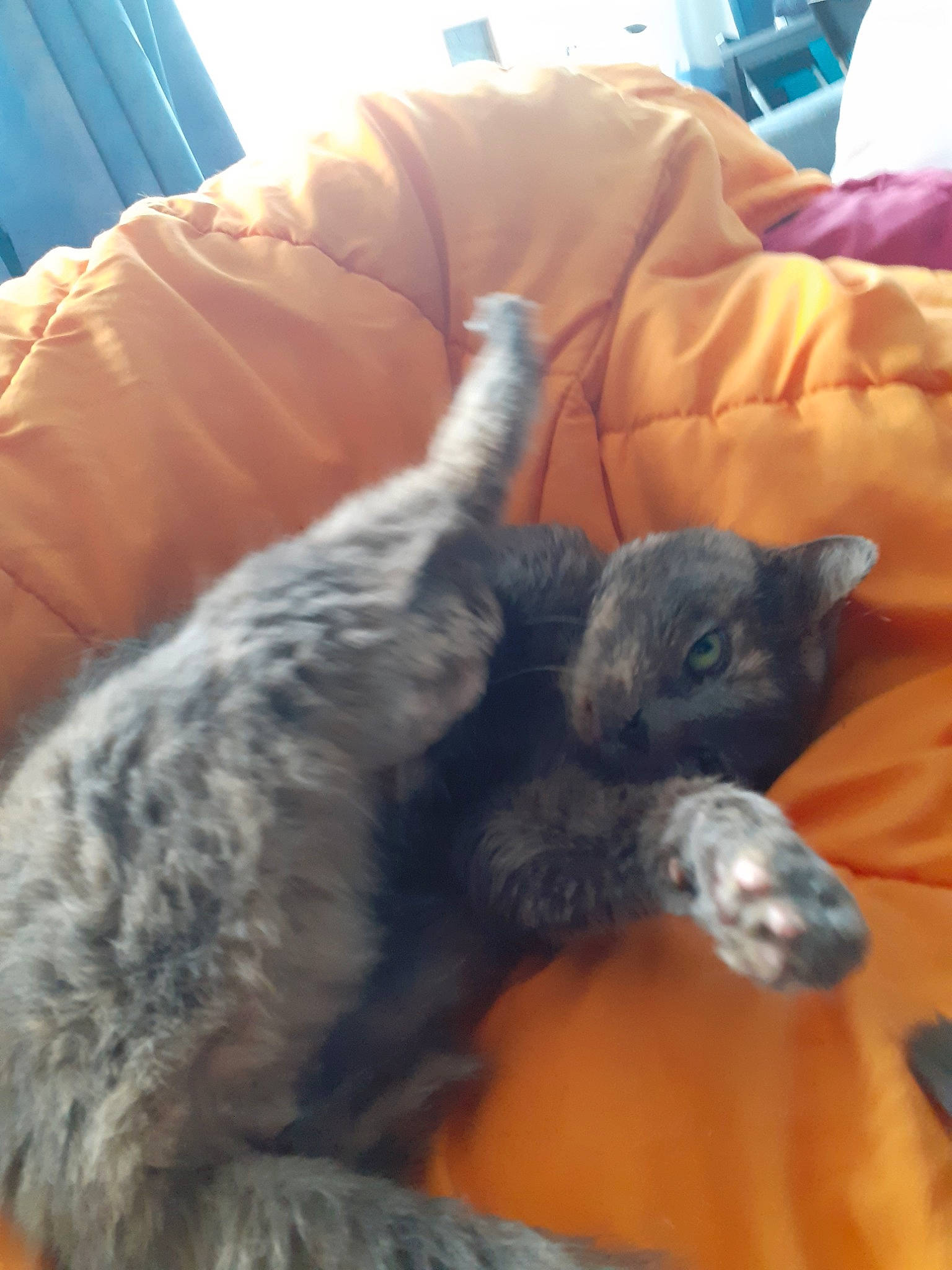 Louna a rejoint le concours — aidez-le/la à gagner de superbes lots ! canidae, carnivore, cat, chartreux, dog_breed, felidae, kitten, korat, nap, nebelung, russian_blue, small_to_medium_sized_cats