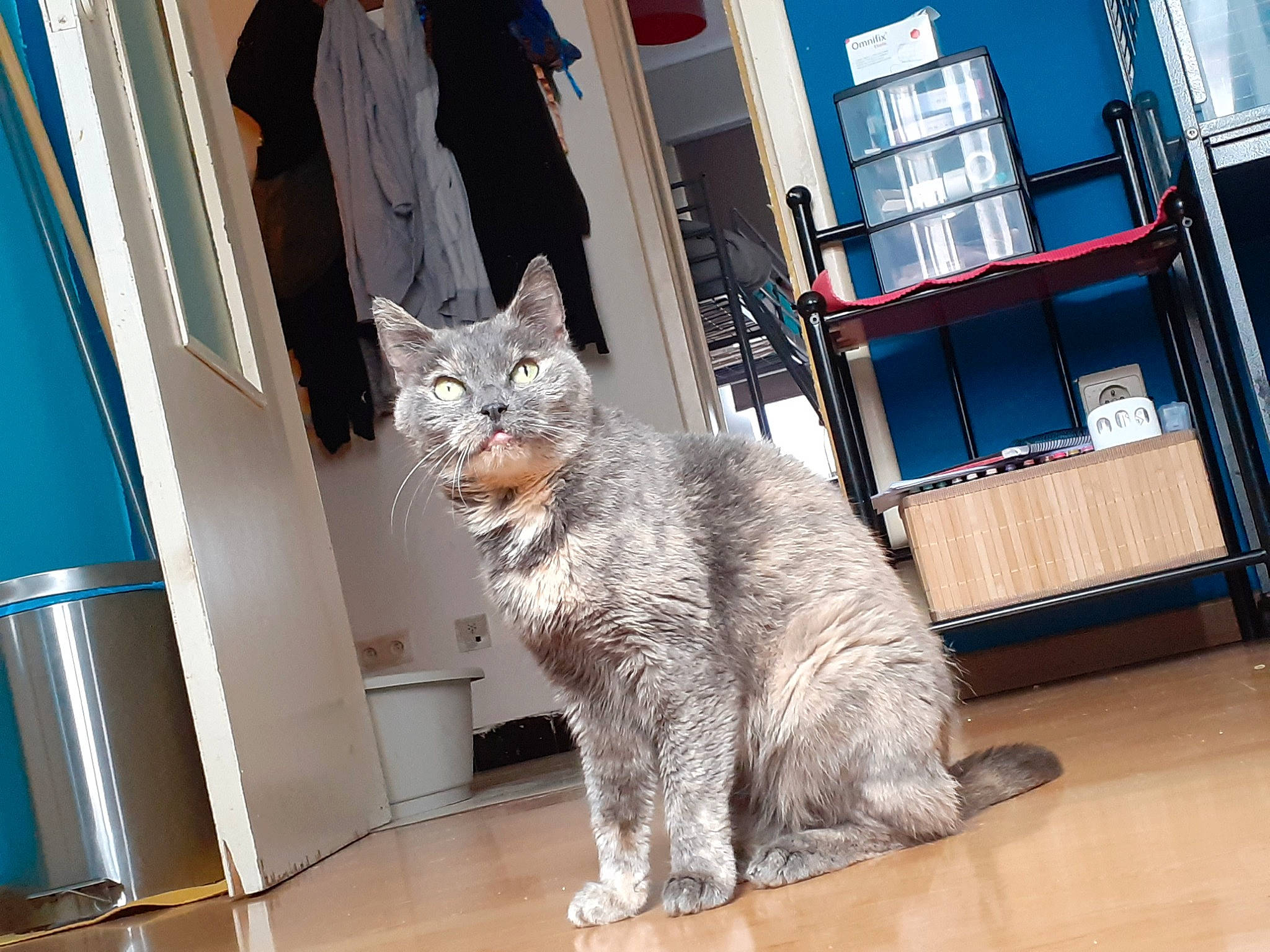 Louna a rejoint le concours — aidez-le/la à gagner de superbes lots ! aegean_cat, american_shorthair, american_wirehair, asian, carnivore, cat, domestic_short_haired_cat, door, european_shorthair, felidae, fur, mammal, polydactyl_cat, room, small_to_medium_sized_cats, snout, tabby_cat, tail, whiskers, window