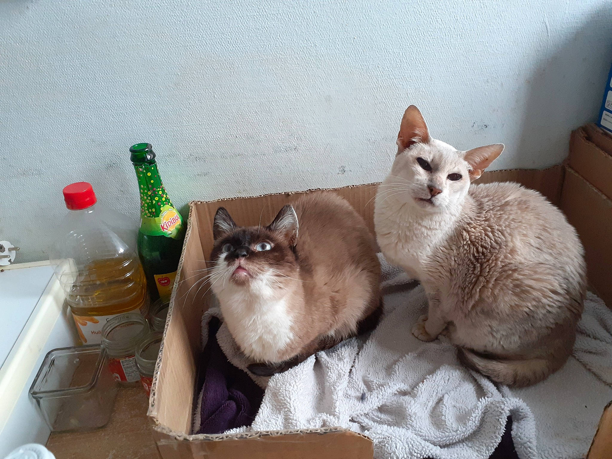 Alicia participe au concours pour gagner de l'argent avec cette photo : aegean_cat, asian, burmese, burmilla, carnivore, cat, domestic_short_haired_cat, european_shorthair, fawn, felidae, kitten, mammal, ojos_azules, singapura, small_to_medium_sized_cats, snowshoe, thai, tonkinese, vertebrate, whiskers