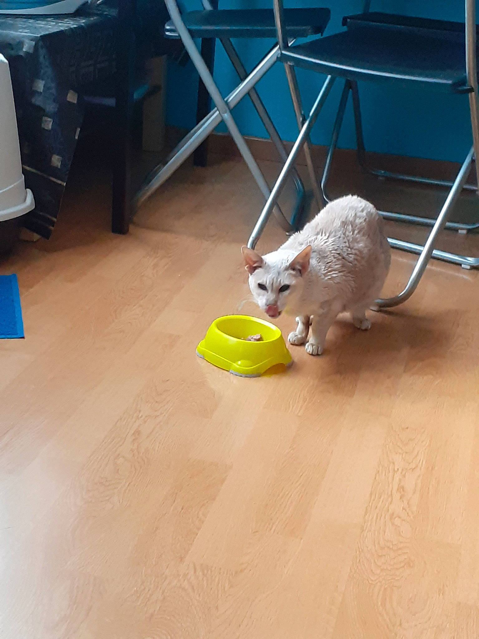 Alicia participe au concours pour gagner de l'argent avec cette photo : canidae, carnivore, cat, companion_dog, felidae, floor, flooring, hardwood, laminate_flooring, play, wood, wood_flooring