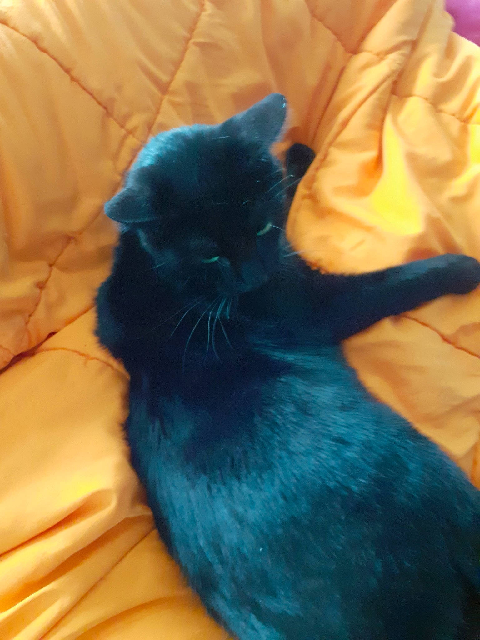 Poumbi a rejoint le concours — aidez-le/la à gagner de superbes lots ! black, black_cat, blue, bombay, carnivore, cat, eye, felidae, fur, small_to_medium_sized_cats, tail, whiskers