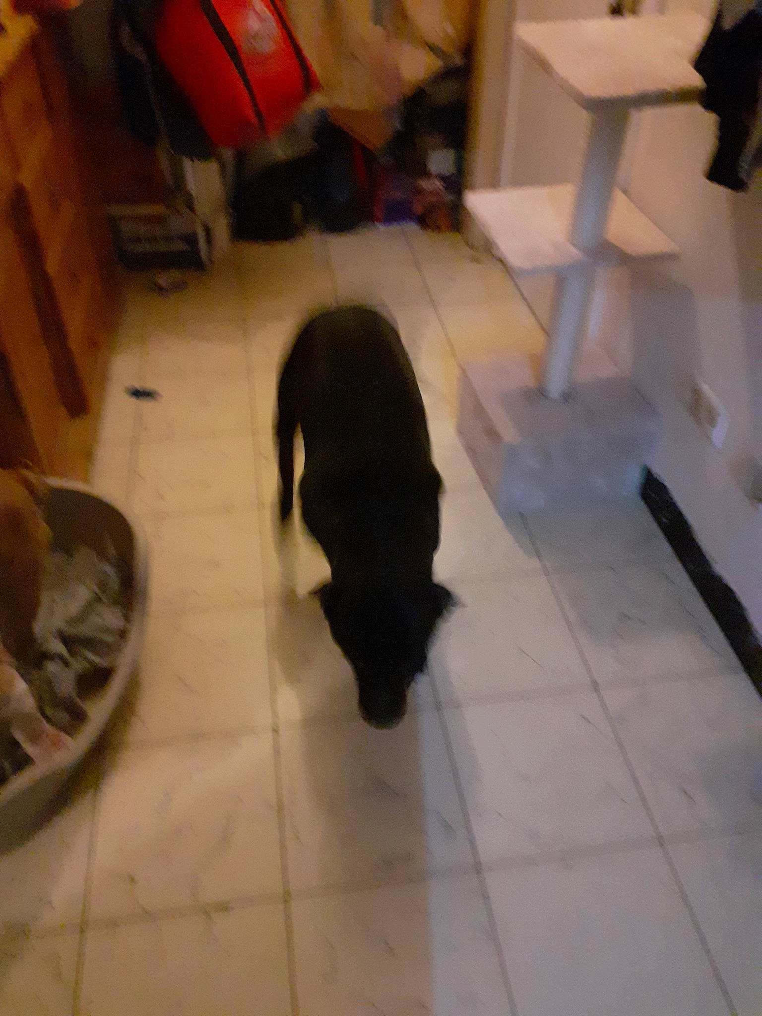 Marley participe au concours pour gagner de l'argent avec cette photo : canidae, carnivore, dog, dog_breed, floor, flooring, hardwood, sporting_group, tail, tile