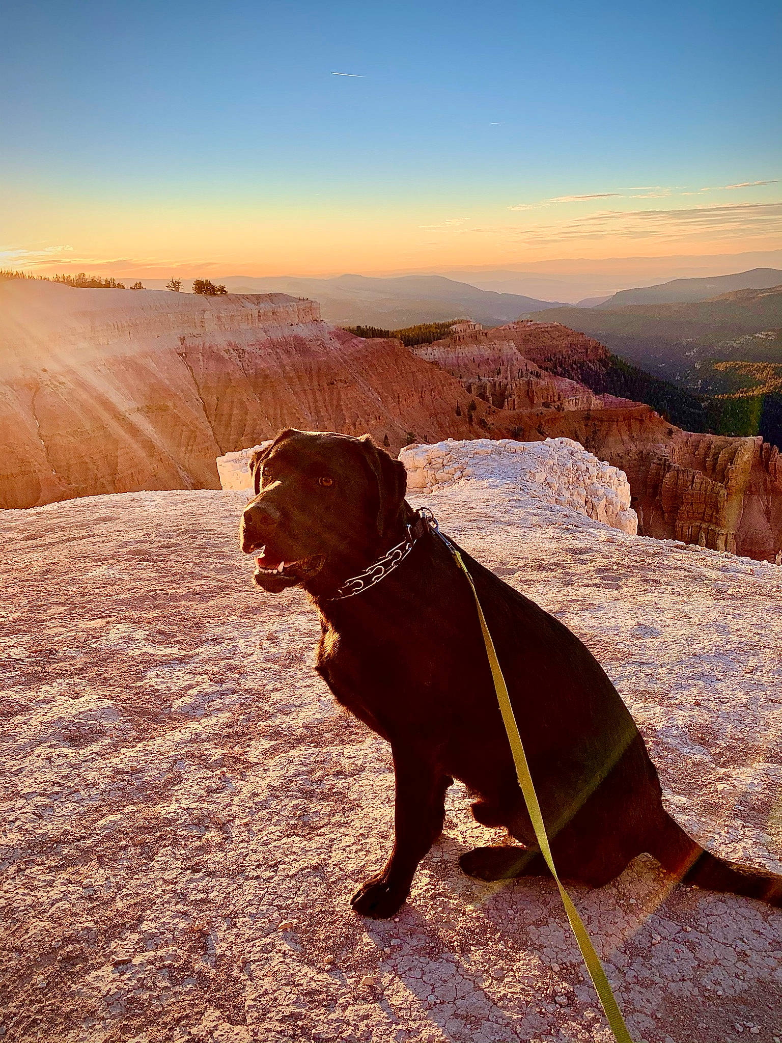 Sebastian is registered to the contest to win money with this photo: adventure, badlands, canidae, canyon, carnivore, dog, dog_breed, dog_walking, fawn, guard_dog, hill, hunting_dog, labrador_retriever, landscape, mountain, national_park, rock, sporting_group