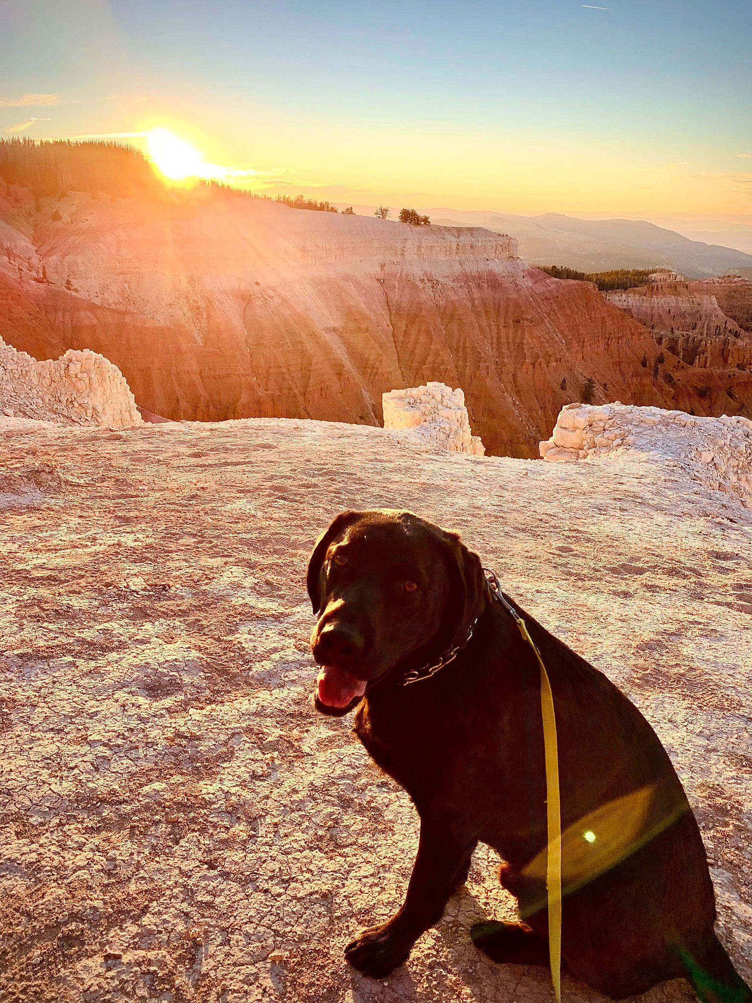 Sebastian is registered to the contest to win money with this photo: adventure, canidae, carnivore, dog, fawn, labrador_retriever, landscape, national_park, rock, sporting_group, sunlight