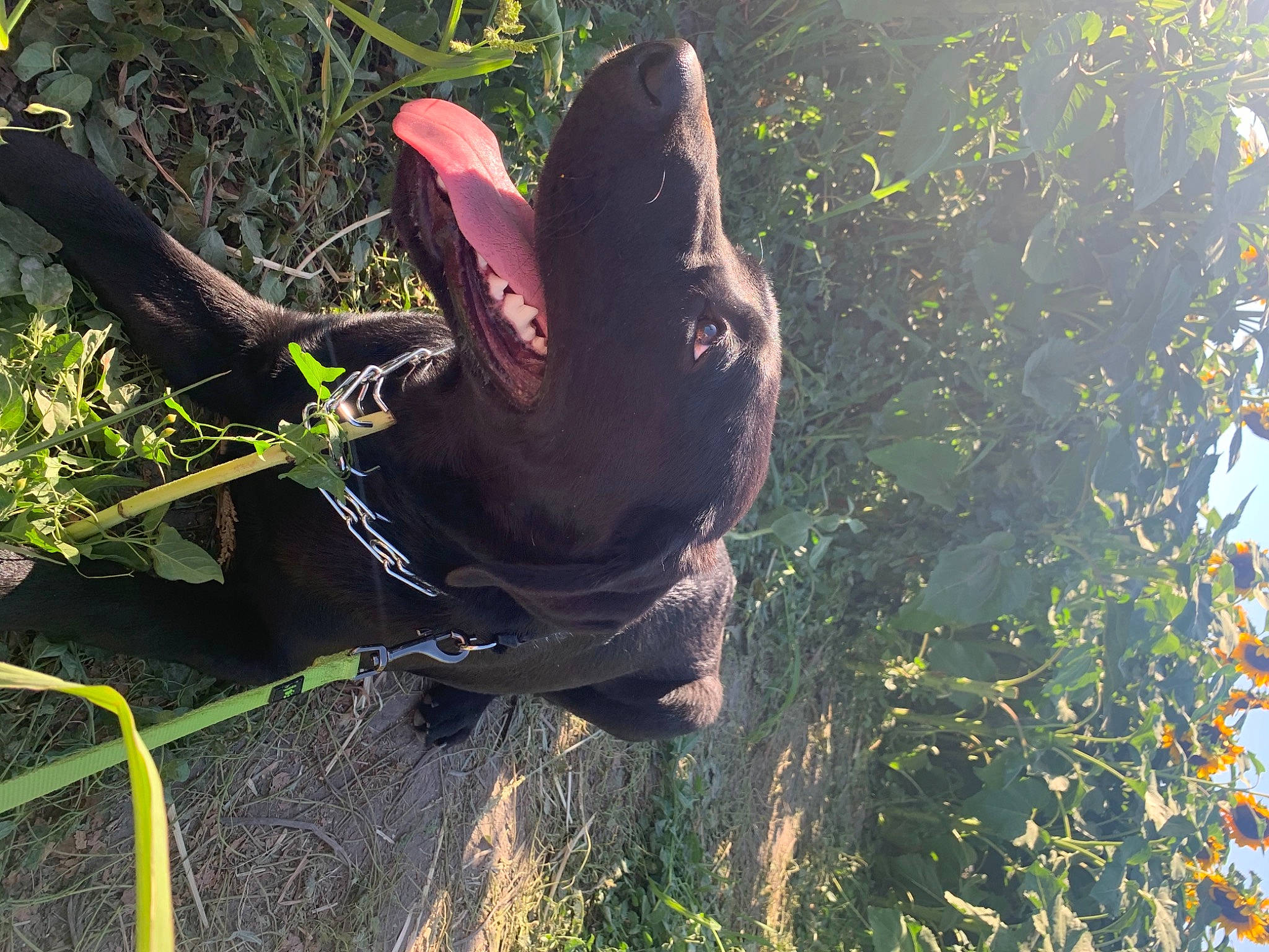Sebastian is registered to the contest to win money with this photo: canidae, ear, grass, organism
