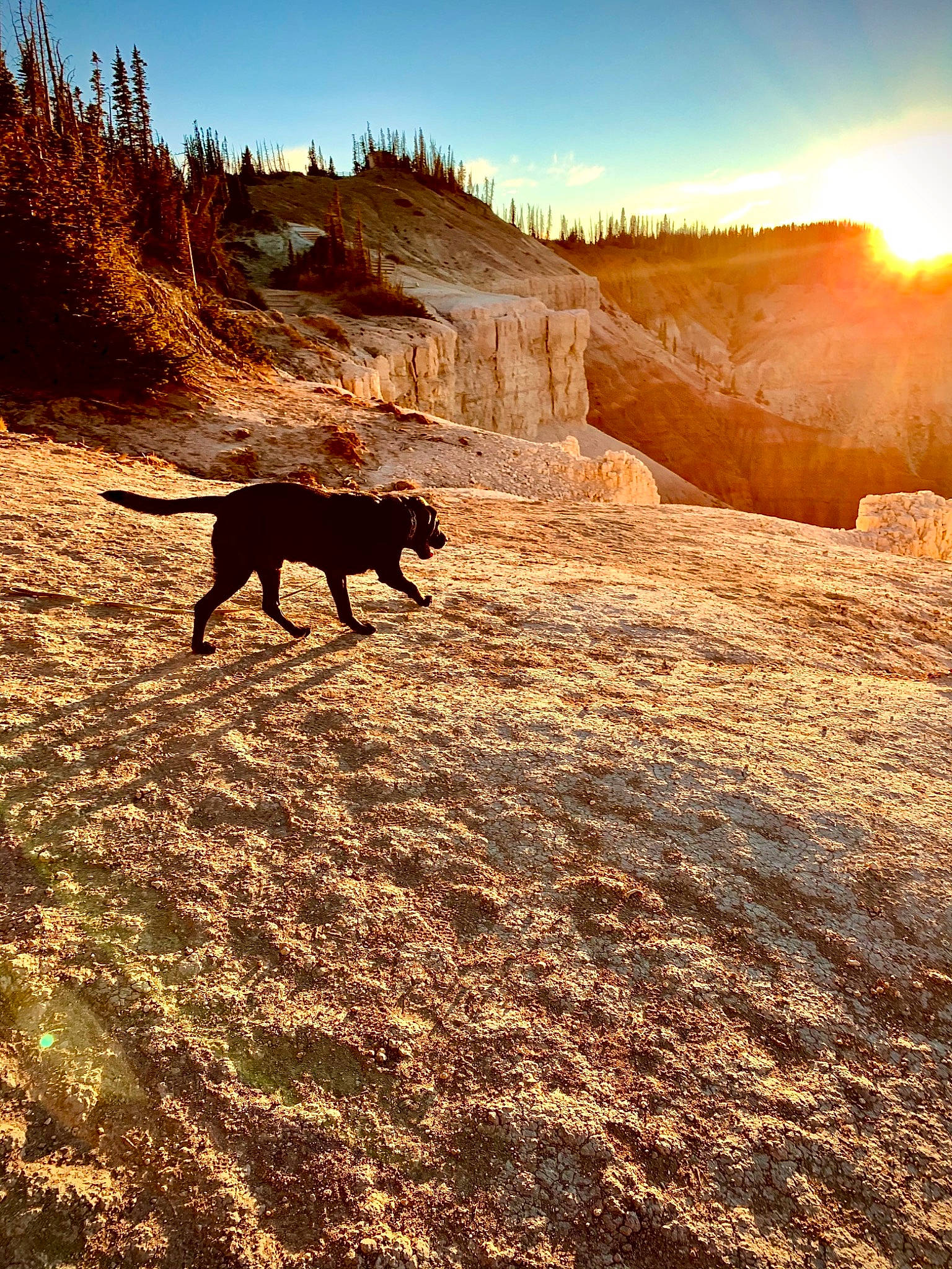 Sebastian is registered to the contest to win money with this photo: autumn, canidae, carnivore, cloud, dog, dog_breed, hill, hunting_dog, labrador_retriever, landscape, leaf, nature, rock, sky, soil, sporting_group, sunlight, tree, wildlife, wood