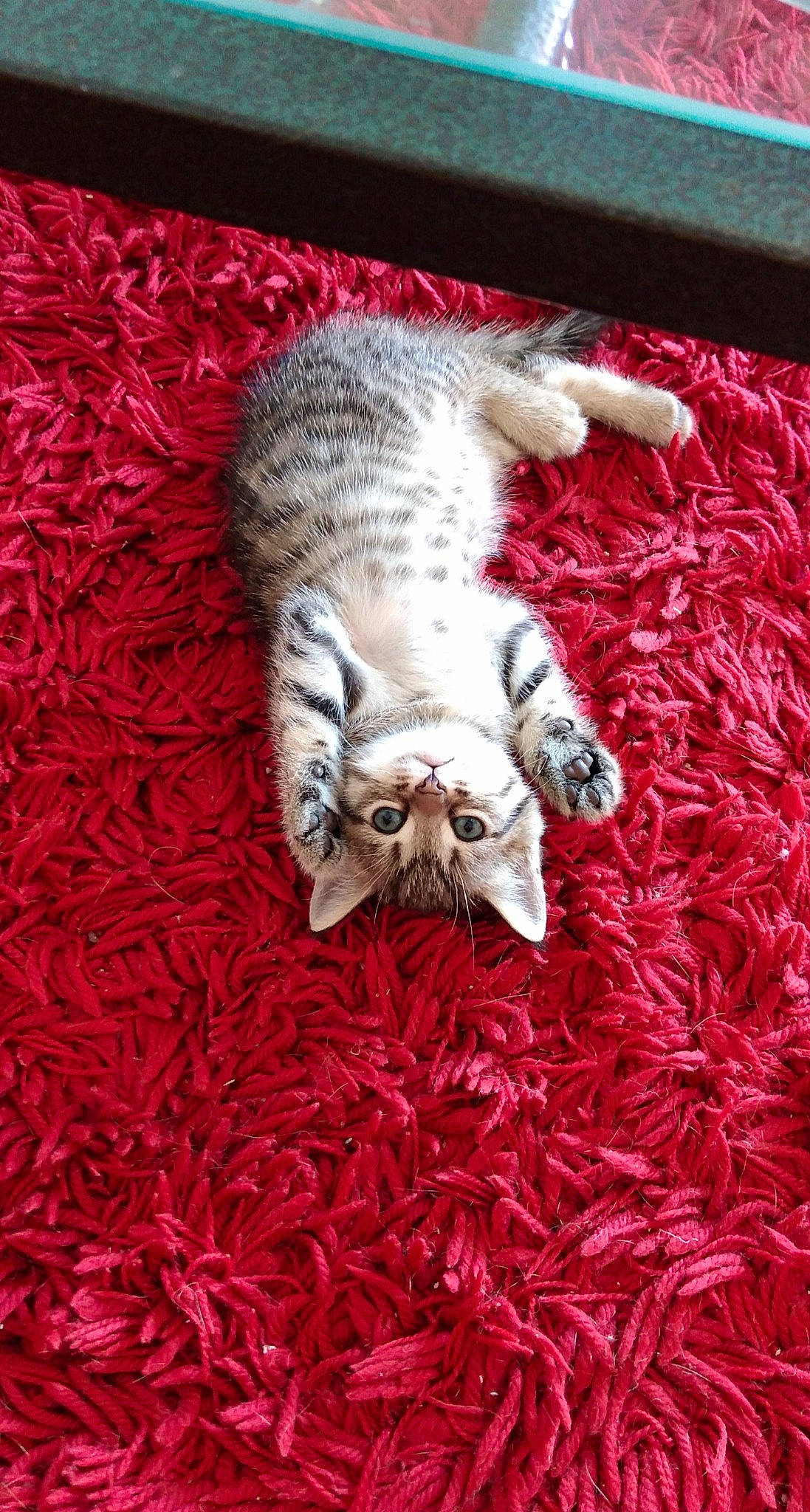 Crapule participe au concours pour gagner de l'argent avec cette photo : carnivore, cat, dog_breed, european_shorthair, felidae, fur, kitten, pixie_bob, small_to_medium_sized_cats, tabby_cat