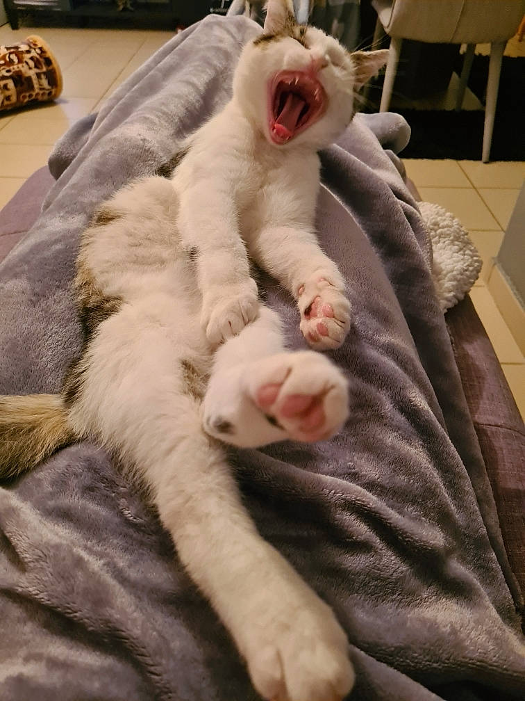 Lardon participe au concours pour gagner de l'argent avec cette photo : canidae, carnivore, cat, claw, comfort, companion_dog, fawn, felidae, fur, fur_clothing, linens, nap, paw, room, small_to_medium_sized_cats, snout, sporting_group, tail, whiskers, wool