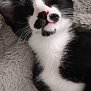 Luna Moon joined the competition — help win amazing prizes! cat, tuxedo_cat, sleeping, black_and_white, pet, feline, whiskers, nose, fluffy, blanket, resting, cute, cozy, indoor, closeup, animal, relaxed, soft_texture, paw, fur