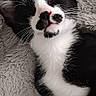 cat, tuxedo_cat, sleeping, black_and_white, pet, feline, whiskers, nose, fluffy, blanket, resting, cute, cozy, indoor, closeup, animal, relaxed, soft_texture, paw, fur