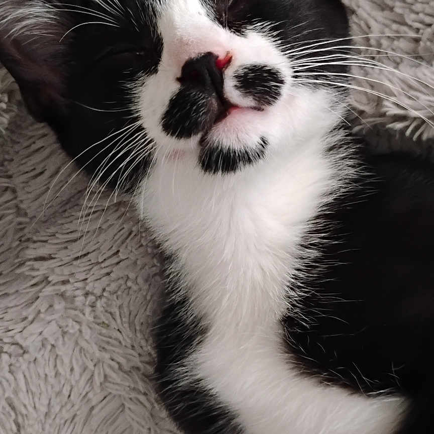 Luna Moon