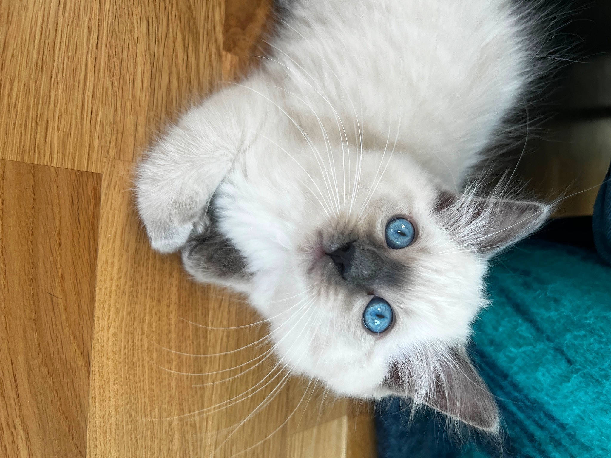 Patch joined the competition — help win amazing prizes! balinese, carnivore, cat, claw, companion_dog, dog_breed, eye, fawn, felidae, flooring, fur, hardwood, paw, small_to_medium_sized_cats, snout, tail, thai, whiskers, wood, working_animal