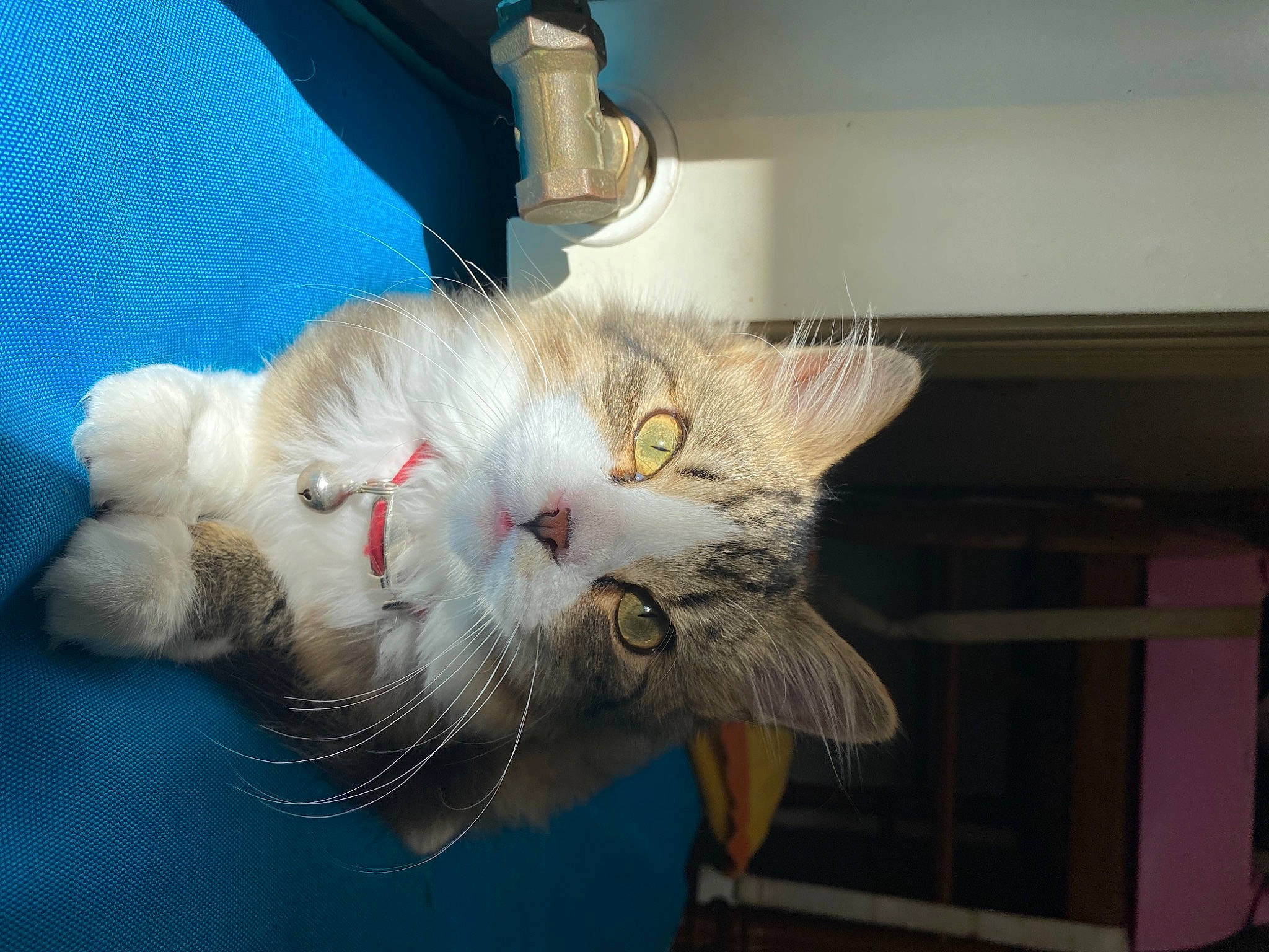 émeraude participe au concours pour gagner de l'argent avec cette photo : american_curl, asian, british_semi_longhair, burmilla, carnivore, cat, domestic_long_haired_cat, ear, european_shorthair, eye, felidae, fur, kitten, persian, polydactyl_cat, ragamuffin, small_to_medium_sized_cats, turkish_van, whiskers