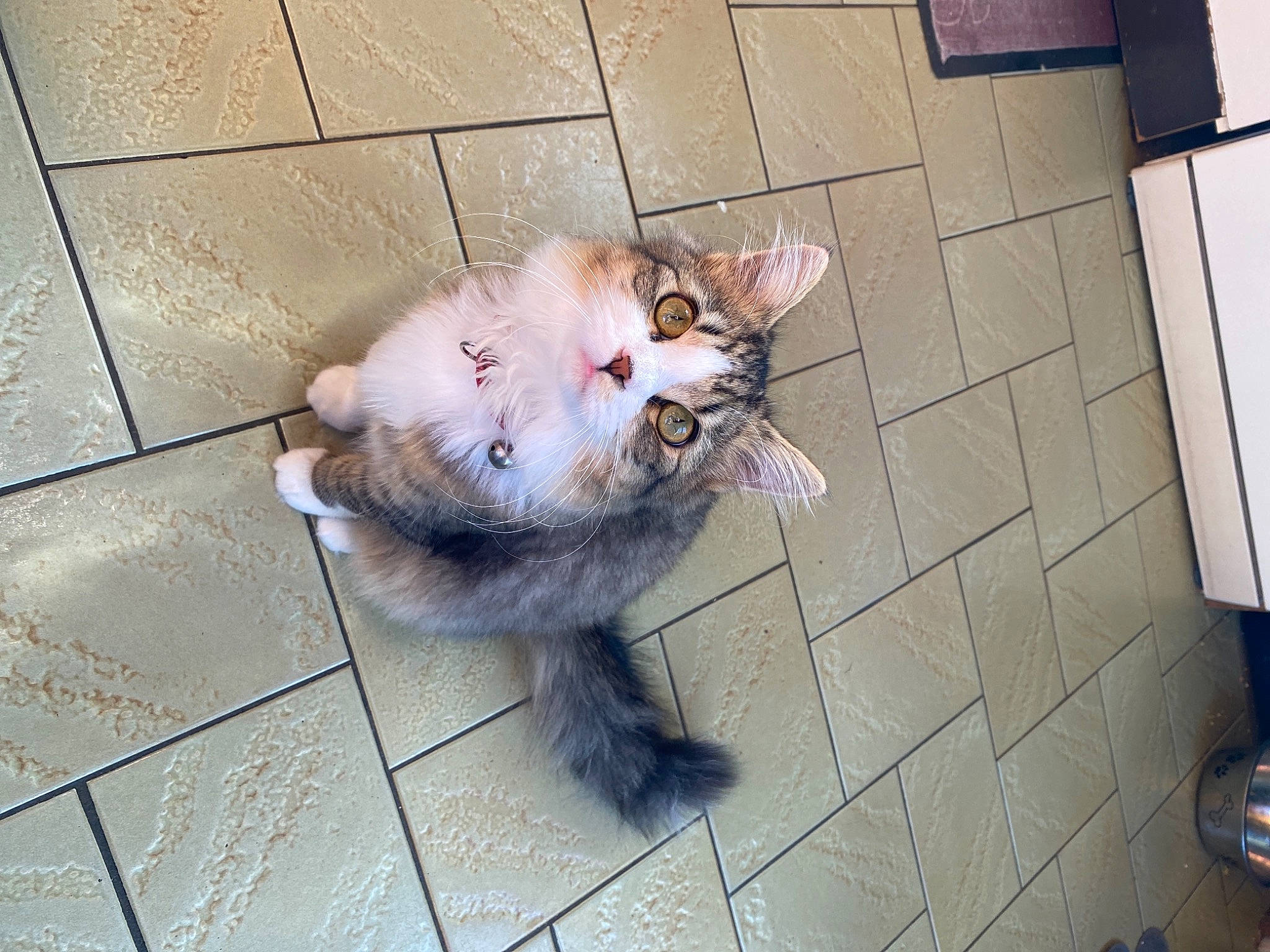 émeraude a rejoint le concours — aidez-le/la à gagner de superbes lots ! american_curl, carnivore, cat, domestic_short_haired_cat, ear, european_shorthair, fawn, felidae, floor, fur, kitten, paw, polydactyl_cat, small_to_medium_sized_cats, snapshot, snout, tail, tile, whiskers