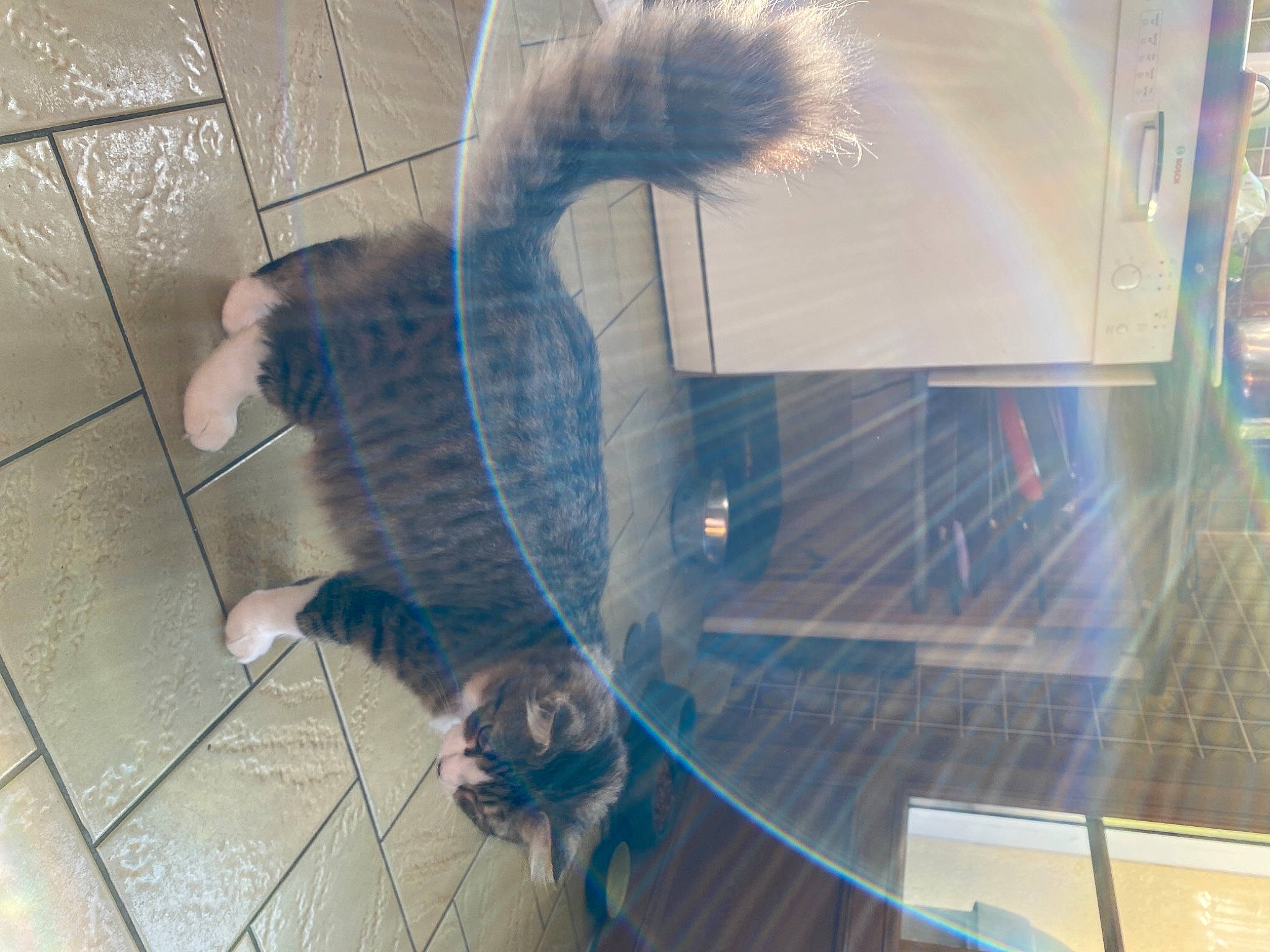 émeraude a rejoint le concours — aidez-le/la à gagner de superbes lots ! cat, felidae, fur, reflection, small_to_medium_sized_cats, tail