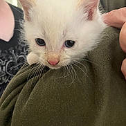 Butter joined the competition — help win amazing prizes! kitten, white_cat, pet, animal, whiskers, pink_nose, hand, green_fabric, close_up, fur, cute, young, domestic_cat, indoor, soft_texture, small, mammal, looking_down, held, young_animal