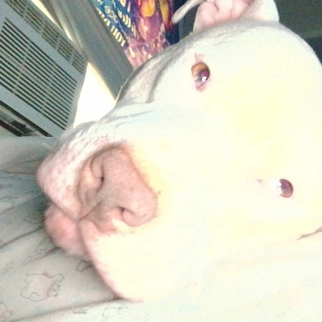 Ghosty is registered to the contest to win money with this photo: dog, close_up, light_color, resting, indoor, air_conditioner, fabric, pattern, face, pet, animal, bed, soft, background, home, napping, cute, calm, domestic, overexposed