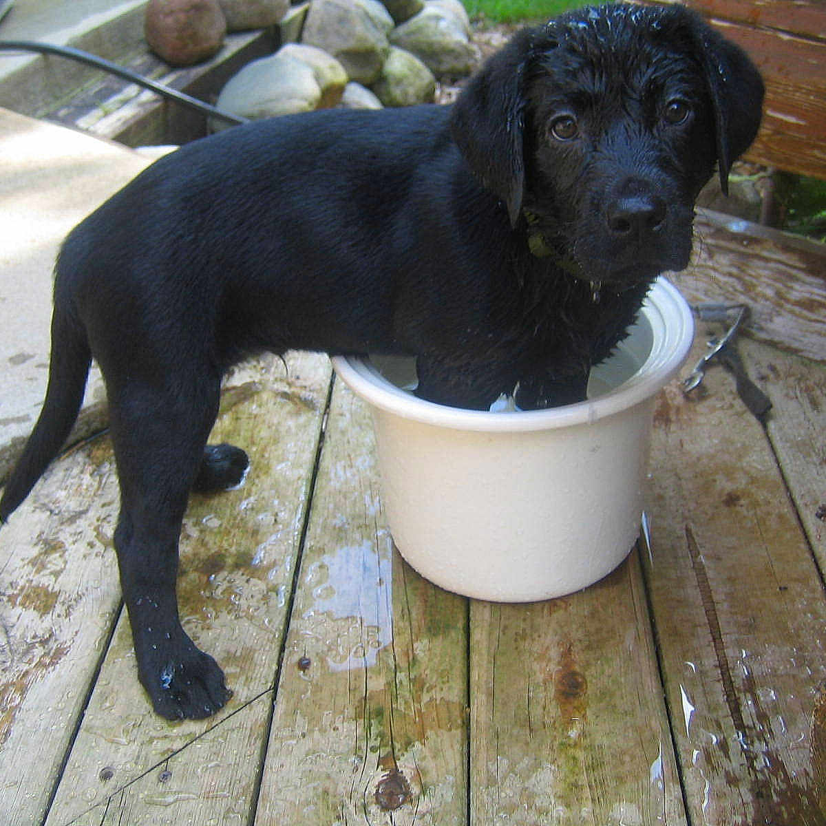 Bo is registered to the contest to win money with this photo: