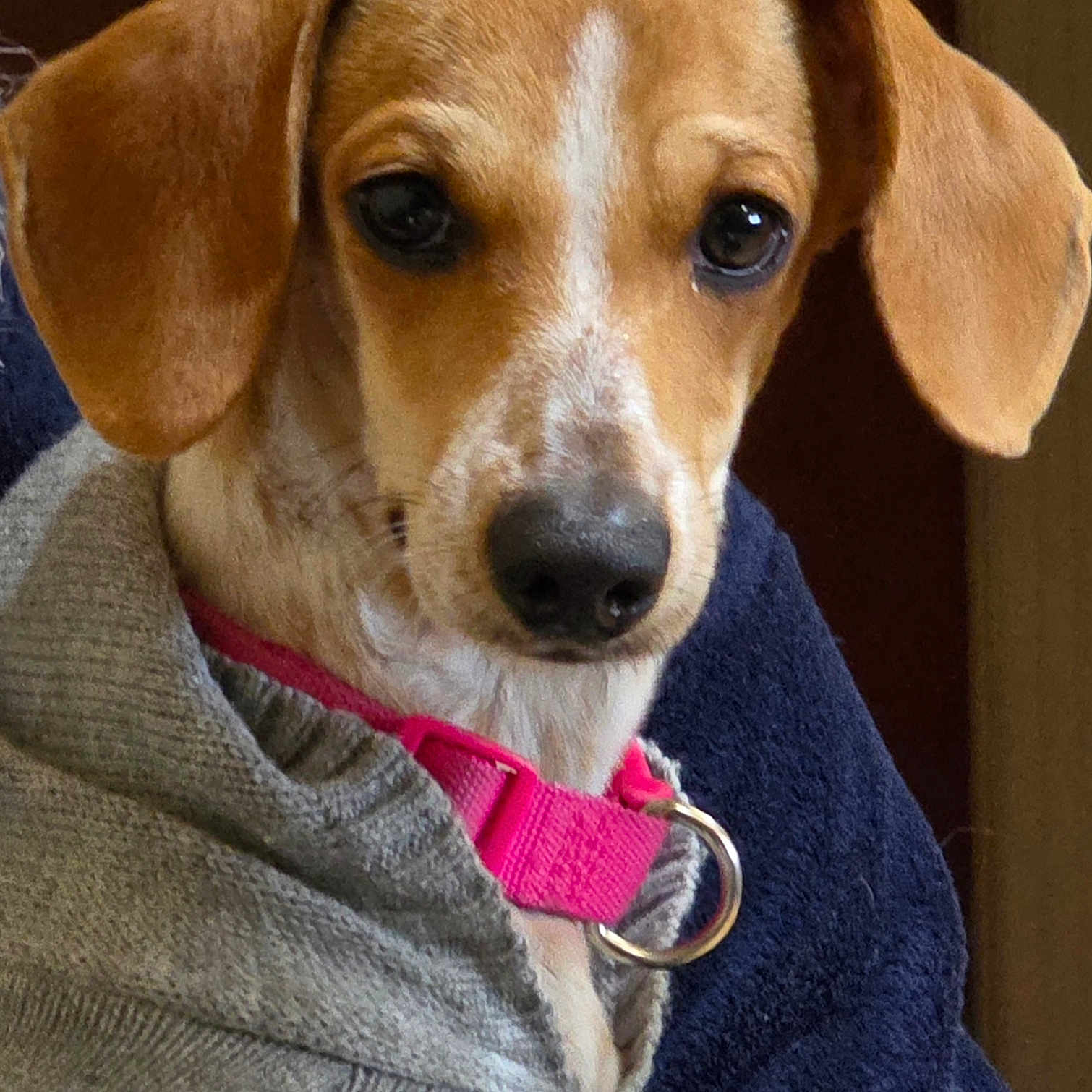 Stormy is registered to the contest to win money with this photo: animal, brown_fur, canine, close_up, collar, cute, dog, domestic_animal, ears, face, gray_sweater, indoor, looking, pet, pink_collar, portrait, puppy, sweater, white_markings, young