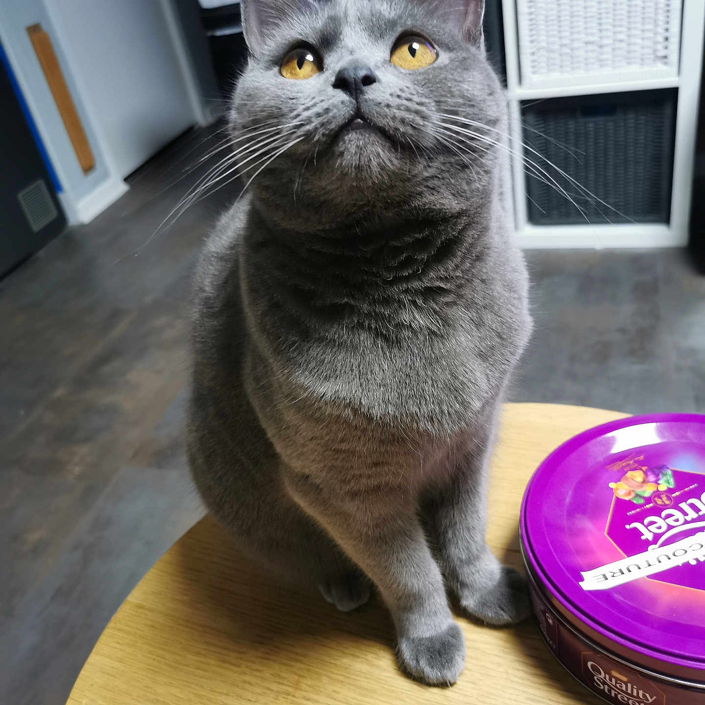 Zepline a rejoint le concours — aidez-le/la à gagner de superbes lots ! abyssinian, animal, box, cat, electronics, face, furniture, hardwood, head, indoors, machine, manx, person, pet, plywood, shelf, spoke, table, tin, wood