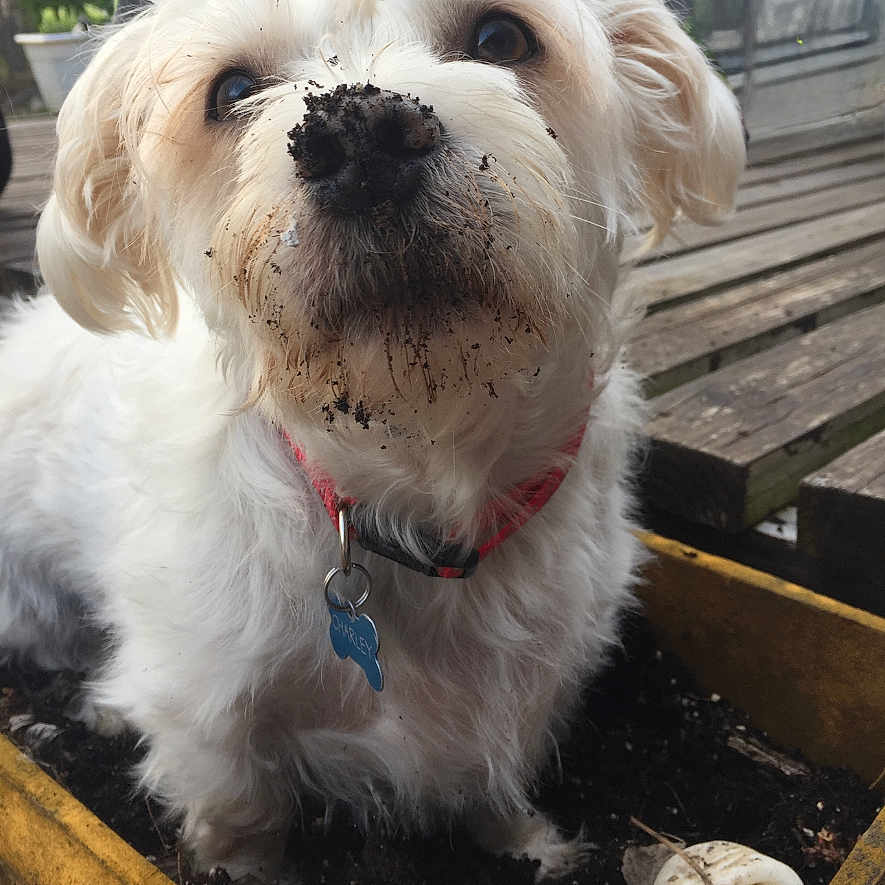 Charly is registered to the contest to win money with this photo: accessories, animal, bench, boardwalk, bridge, canine, collar, cream, dog, eskimodog, furniture, pet, poodle, puppy, strap, terrier, text, water, waterfront, whitedog