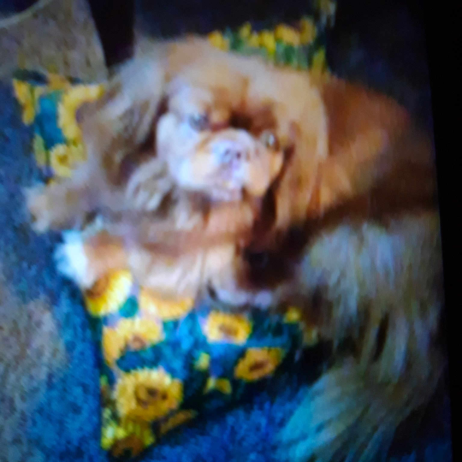 Simba