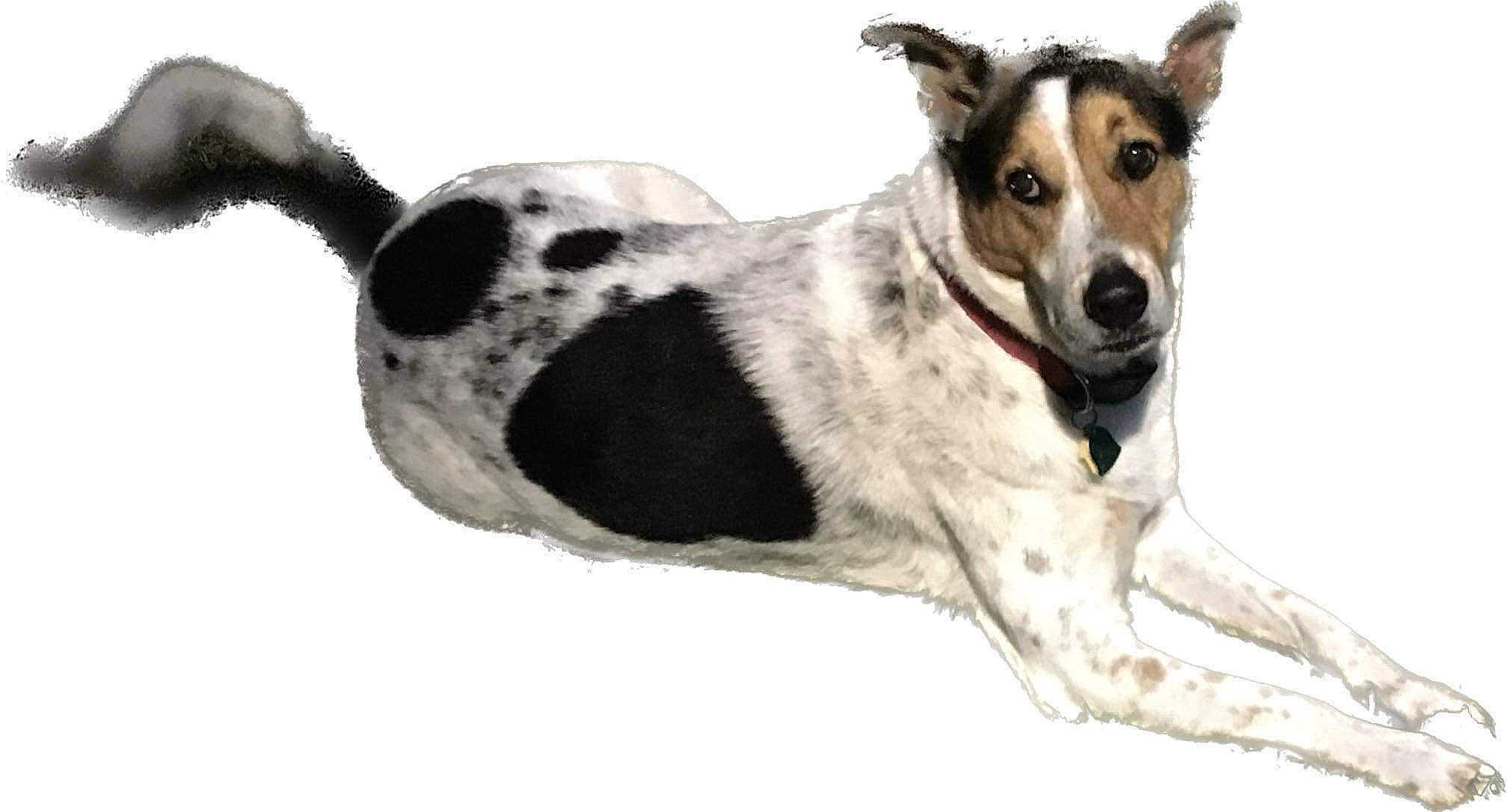 Dodger joined the competition — help win amazing prizes! ancient_dog_breeds, art, canidae, carnivore, collar, companion_dog, dog, dog_breed, dog_collar, dog_supply, fur, herding_dog, non_sporting_group, paw, snow, sporting_group, terrestrial_animal, whiskers, working_animal, working_dog