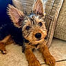 dog, puppy, ears, fur, floor, cushion, indoor, pet, cute, animal, brown, black, small, lying_down, curious, close_up, texture, soft_light, face, whiskers