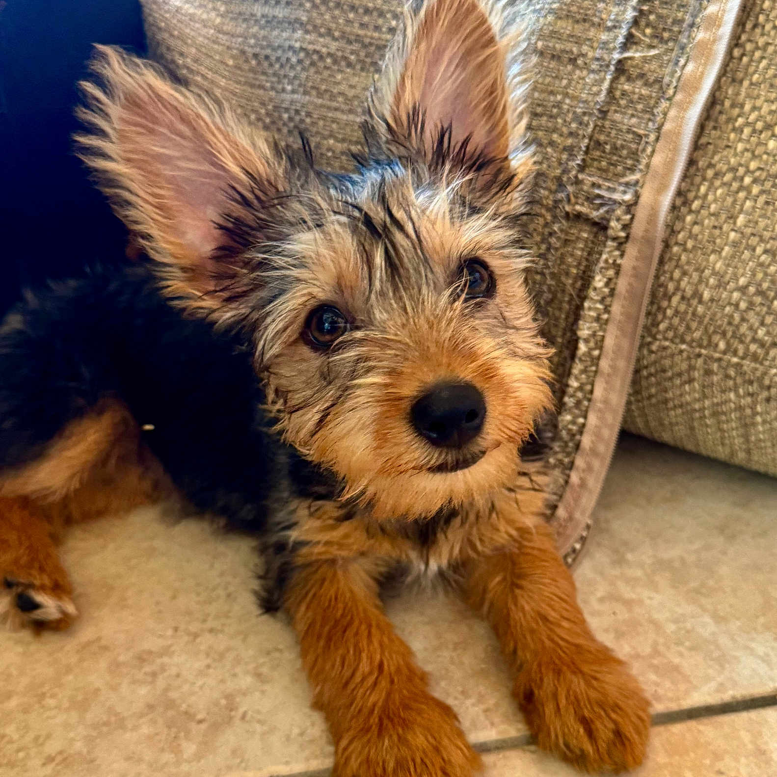 Gigi participe au concours pour gagner de l'argent avec cette photo : dog, puppy, ears, fur, floor, cushion, indoor, pet, cute, animal, brown, black, small, lying_down, curious, close_up, texture, soft_light, face, whiskers