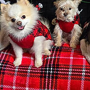 Simba N Nala is registered to the contest to win money with this photo: animal, blanket, companion, cozy, curious, cute, dog, friendship, fur, happy, holiday, indoor, pattern, pet, plaid, red, resting, small_dog, sweater, warm