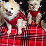 animal, blanket, companion, cozy, curious, cute, dog, friendship, fur, happy, holiday, indoor, pattern, pet, plaid, red, resting, small_dog, sweater, warm