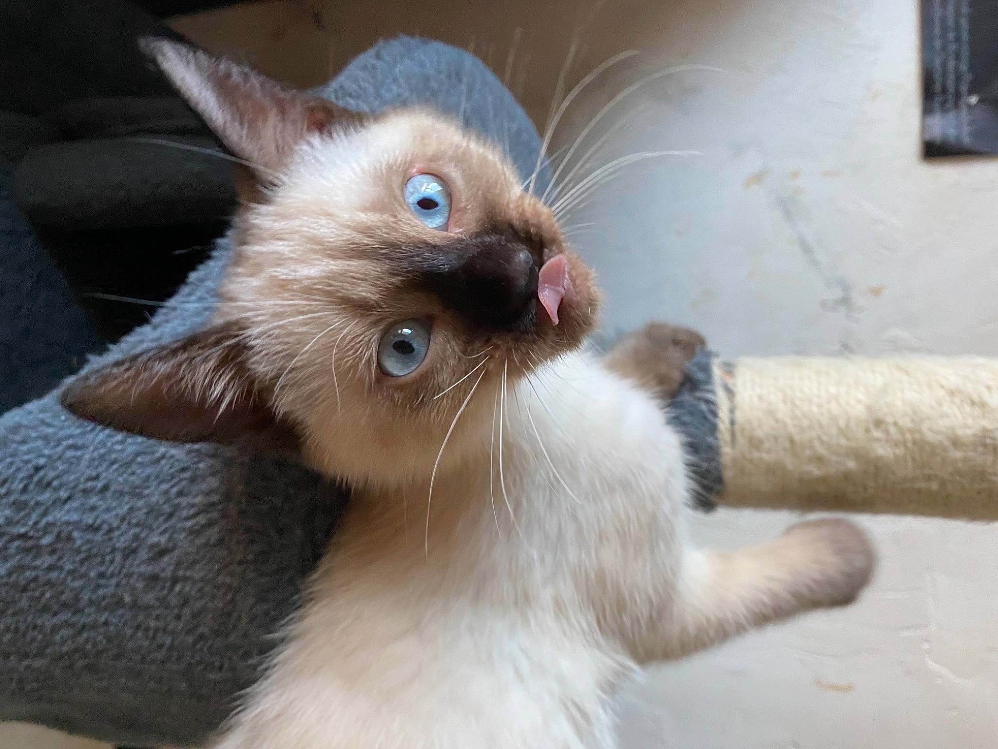 Yuki a rejoint le concours — aidez-le/la à gagner de superbes lots ! balinese, birman, carnivore, cat, claw, domestic_short_haired_cat, ear, fawn, felidae, flooring, fur, paw, siamese, small_to_medium_sized_cats, snout, tail, thai, tonkinese, whiskers, window