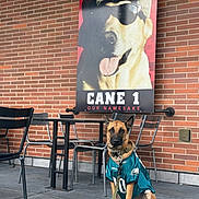 Beast joined the competition — help win amazing prizes! dog, sports_jersey, leash, brick_wall, outdoor, table, chair, poster, sunglasses, cap, concrete_floor, building, pet, canine, cafe, urban, seating, advertisement, mascot, casual