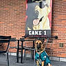 dog, sports_jersey, leash, brick_wall, outdoor, table, chair, poster, sunglasses, cap, concrete_floor, building, pet, canine, cafe, urban, seating, advertisement, mascot, casual
