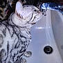 abyssinian, animal, architecture, bathing, bathtub, bodypart, car, cat, egyptiancat, fountain, hand, kitten, manx, person, pet, sink, sinkfaucet, tap, tub, water