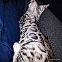 abyssinian, animal, cat, couch, egyptiancat, furniture, kitten, manx, ocelot, person, pet, siamese, sleeping