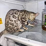 abyssinian, animal, appliance, cat, device, egyptiancat, electricaldevice, kitten, laundry, manx, pet, refrigerator, washer