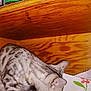 abyssinian, aluminium, animal, bookcase, cabinet, can, cannedgoods, cat, closet, cupboard, food, furniture, hardwood, kitten, manx, pet, plywood, shelf, tin, wood