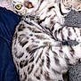 abyssinian, animal, blanket, cat, couch, egyptiancat, furniture, kitten, manx, ocelot, person, pet, siamese, sleeping