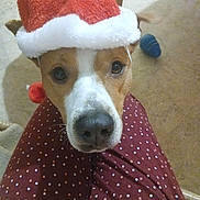 Vadim participe au concours pour gagner de l'argent avec cette photo : animal, brown, christmas, close_up, companion, cute, dog, ears, floor, fur, holiday, indoor, looking_up, nose, pants, pet, polka_dot, santa_hat, toy, white