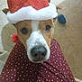 animal, brown, christmas, close_up, companion, cute, dog, ears, floor, fur, holiday, indoor, looking_up, nose, pants, pet, polka_dot, santa_hat, toy, white
