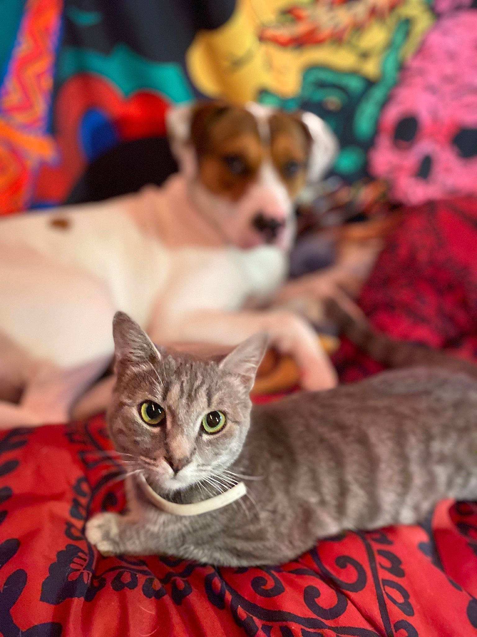 Sassy is registered to the contest to win money with this photo: carnivore, cat, companion_dog, cup, dog, domestic_short_haired_cat, drinkware, event, fawn, felidae, fur, green, mammal, paw, small_to_medium_sized_cats, snapshot, snout, textile, vertebrate, whiskers